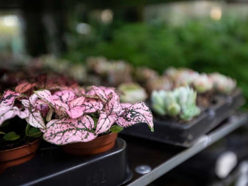 DK_TD_MI_Cases_Case billeder_Plantas Group 1